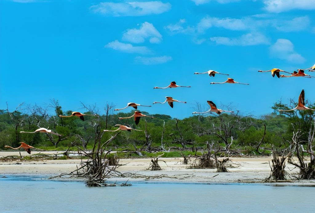 Tour Flamencos Rosados - Shiliwala Expediciones